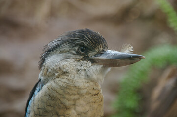 blue-winged kookaburra close-up