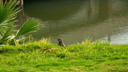 Iguana resting on the green grass in the centre of Oranjestad on Aruba island