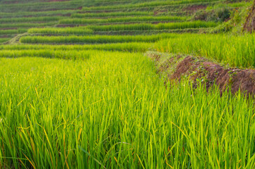 Green rice terrace field at Pa Pong Piang village in Chiang Mai, Thailand