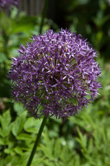 Ball of purple flowers