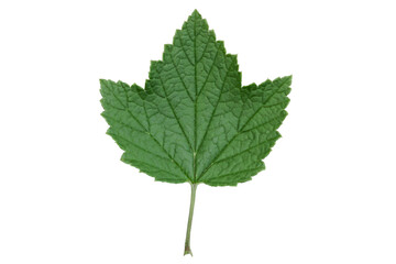 green plant leaves isolate on white background