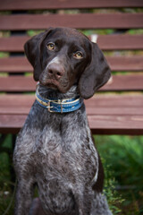 Portrait of Kurtzhaar against the background of a wooden bench .