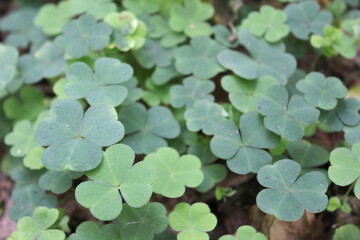 forest clover leaves close-up