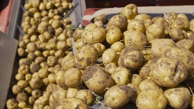 Potato harvest. Potatoes advancing on the sieving band.
After the potatoes are sorted, they are poured onto the conveyor belt and moved.
