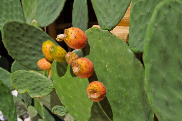 Prickly pear cactus with fruits called also Opuntia