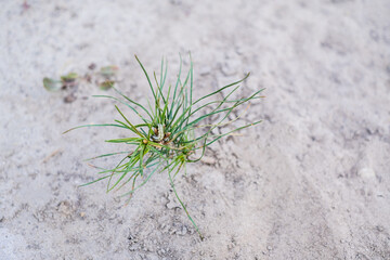 Caterpillar on an ascending new pine sprout. Insect can damage pine forests