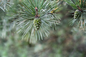 Young cones on fir branches, summer time