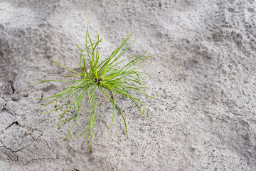 Close-up of a new pine sprout in the forest