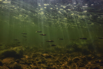 sun rays under water landscape, seascape fresh water river diving