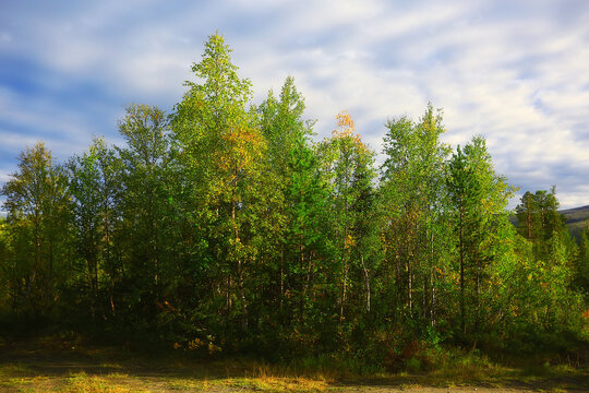 autumn forest background, tree in nature landscape