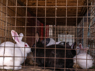 Lots of big and small rabbits in a cage at the bazaar for sale.