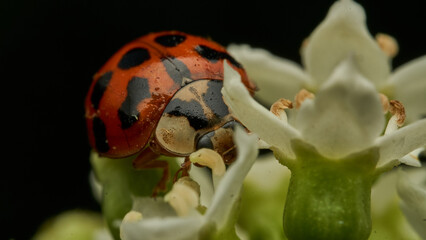 Details of a ladybug among white flowers and green branches