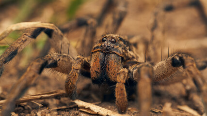 Details of a brown wolf spider among green grasses