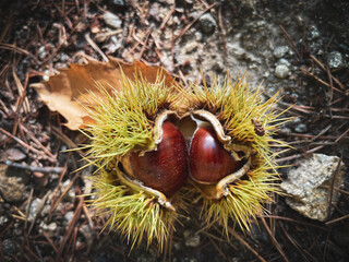 Chesnut in its opened shell