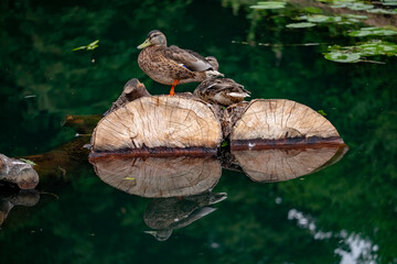 Ducks on logs