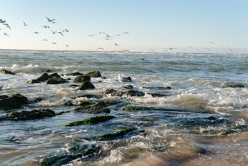 Seagulls on the coast of the North Sea, The Hague.