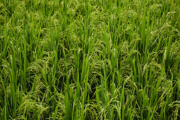 Green fields of rice texture in the sunlight.