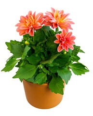 Closeup of an isolated potted dahlia flower