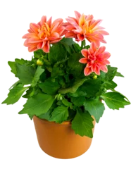 Raamstickers Closeup of an isolated potted dahlia flower © manfredxy