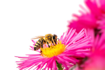Fototapeta Honeybee collecting nectar on a pink aster flower obraz