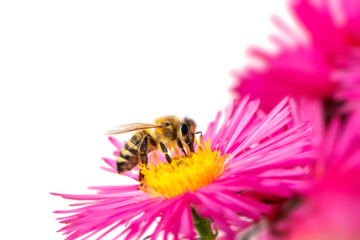 Honeybee collecting nectar on a pink aster flower