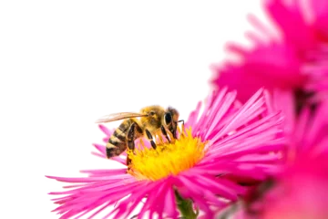 Papier Peint photo Lavable Abeille Honeybee collecting nectar on a pink aster flower