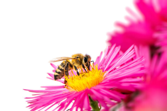 Honeybee collecting nectar on a pink aster flower