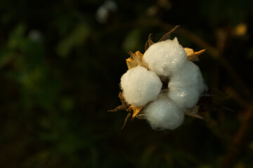 cotton boll at full harvest with morning dew on it