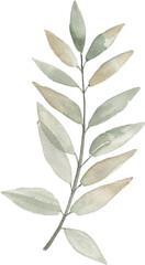 Hand drawn watercolor leaves and branches