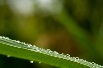 Water drops on green reed leaves in the sun near the river