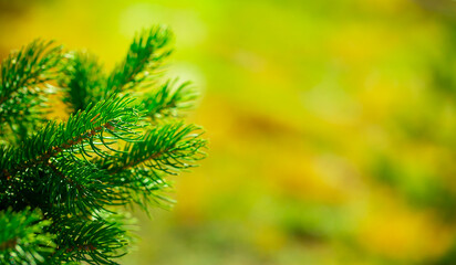 Fir branches close-up. Coniferous trees in the forest. Winter Christmas background. Christmas background, beautiful nature
