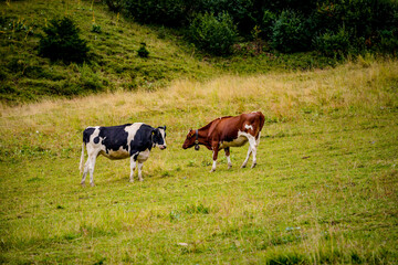 Fototapeta na wymiar Vaches dans la alpages Suisse