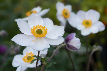 Anemone wild swan (anemone hybrida (x) 'wild swan')