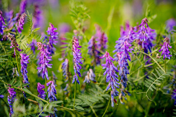 Vicia villosa en fleurs