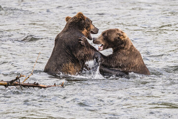 Kämpfende Grizzlys in Alaska