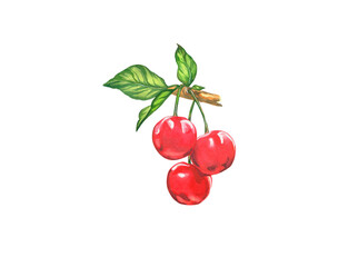 cherry. watercolor botanical illustration cherry with leaves. design kit.