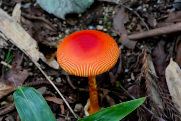 赤くてかわいいタマゴタケ