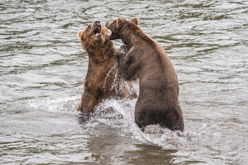 Obraz premium Kämpfende Grizzlys in Alaska