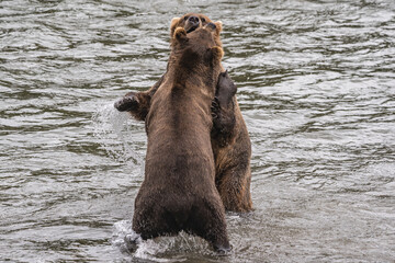 Kämpfende Grizzlys in Alaska