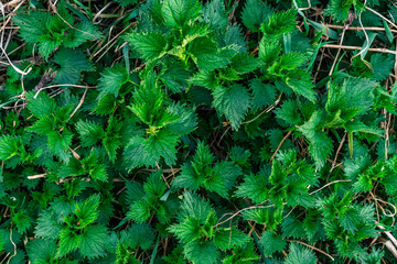 fresh nice stinging nettle in spring