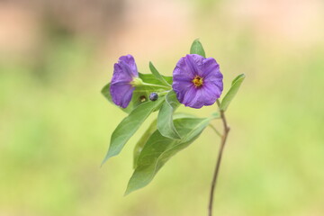 Fototapeta premium Lycianthes rantonnetii, the blue potato bush or Paraguay nightshade is a species of flowering plant in the nightshade family Solanaceae, native to South America but also found in the Mediterranean