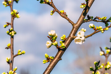 beautiful plum tree blossom in spring