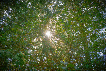 Sunlight shining through the leafs 