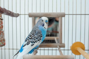 Funny budgerigar. Cute blue budgie pa parrot sits in cage and plays with mirror. © Olha Tsiplyar