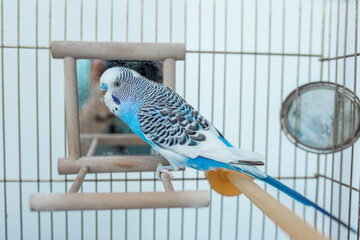Funny budgerigar. Cute blue budgie pa parrot sits in cage and plays with mirror.