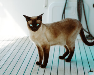 siamese cat beautiful grown up on deck of boat or yacht teack wood floor