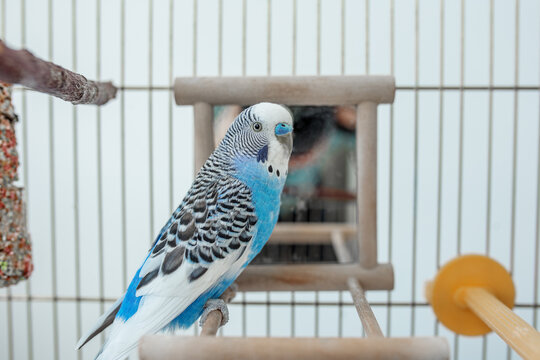 Funny budgerigar. Cute blue budgie pa parrot sits in cage and plays with mirror.
