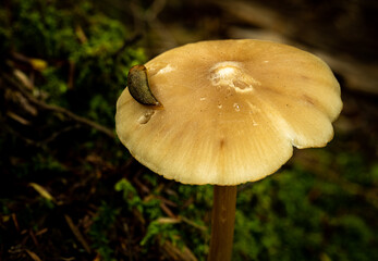 Slug feeding on mushroom