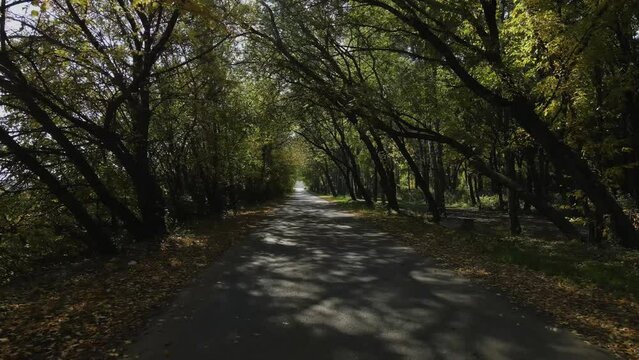 autumn olea of trees along the road in sunny weather
