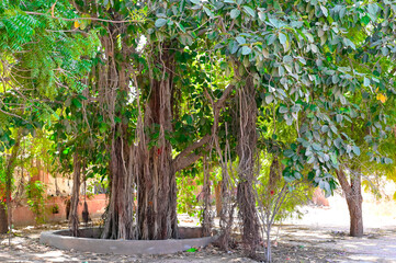 Banyan tree in the park